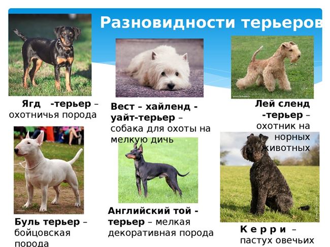 Краткая характеристика собаки